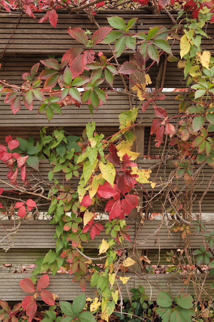 photowalk-17