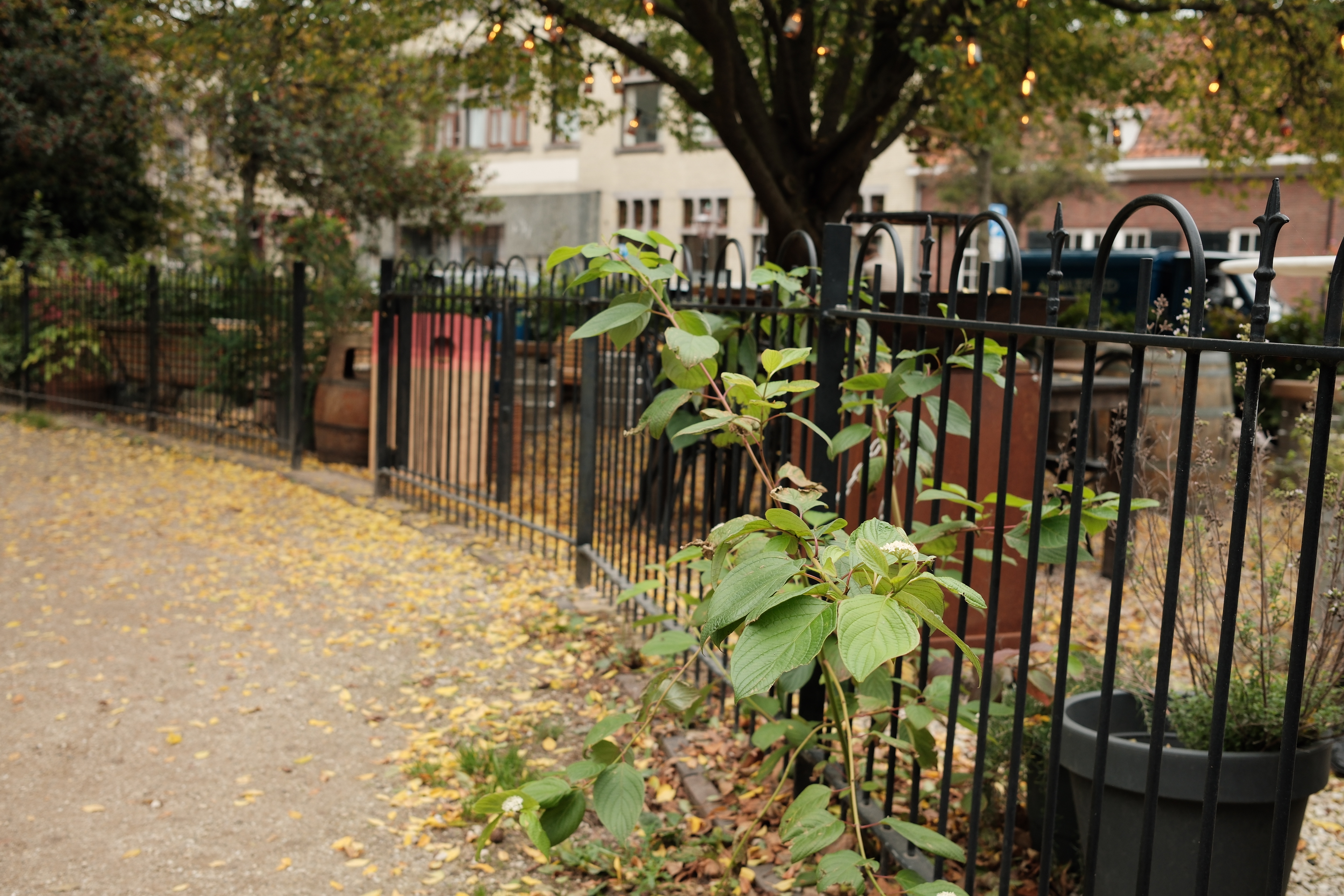 fall-walk-14