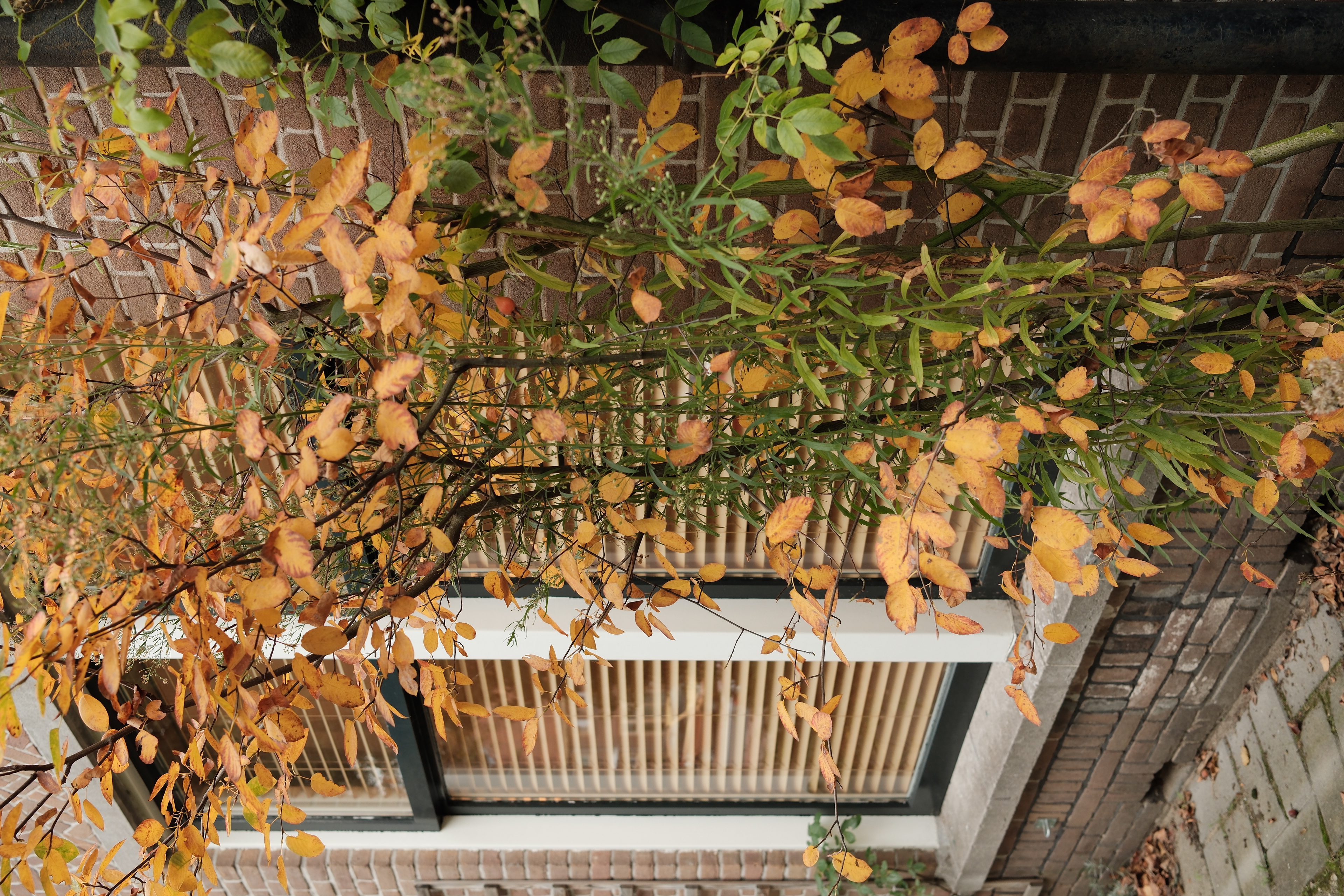 fall-walk-18