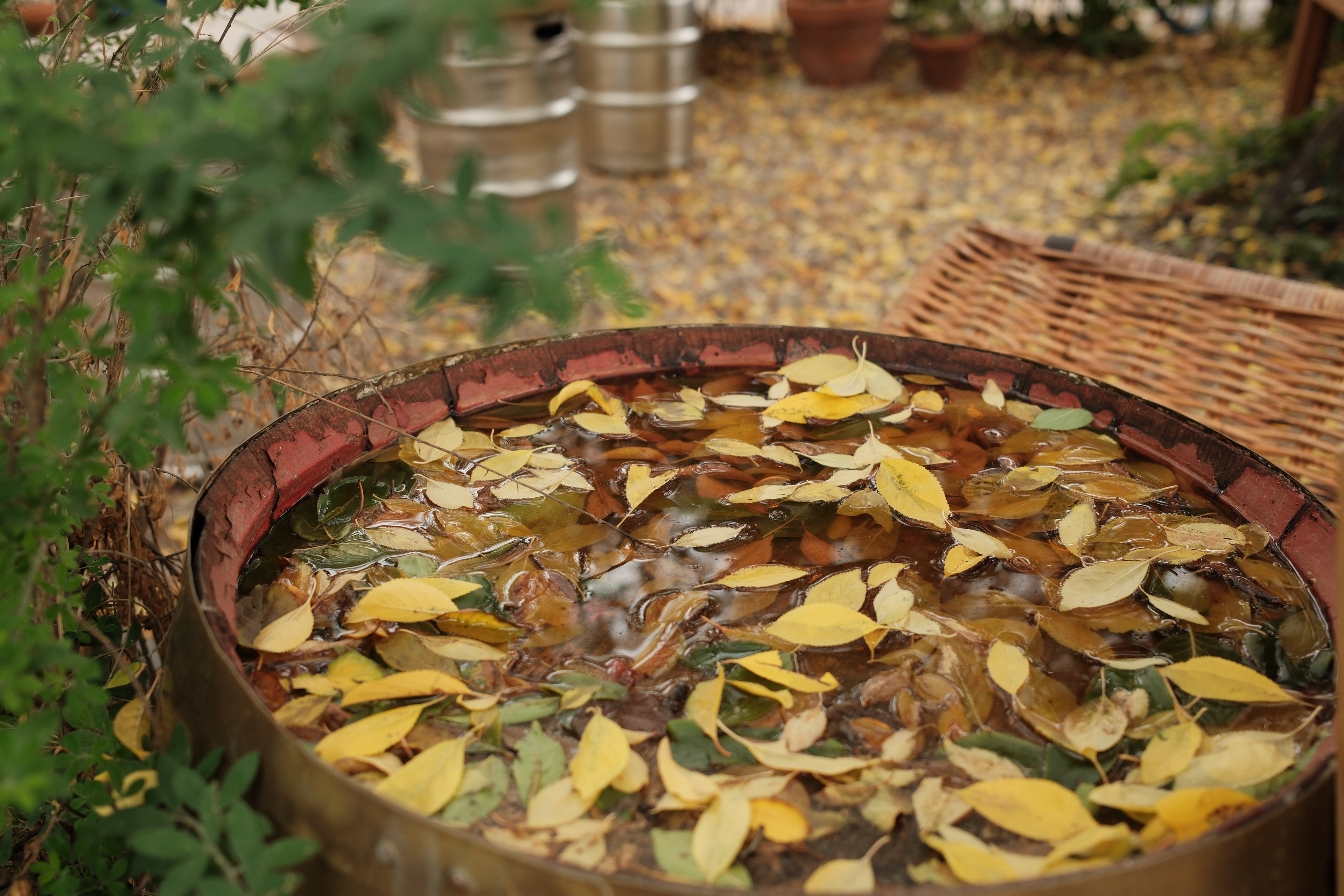 fall-walk-6